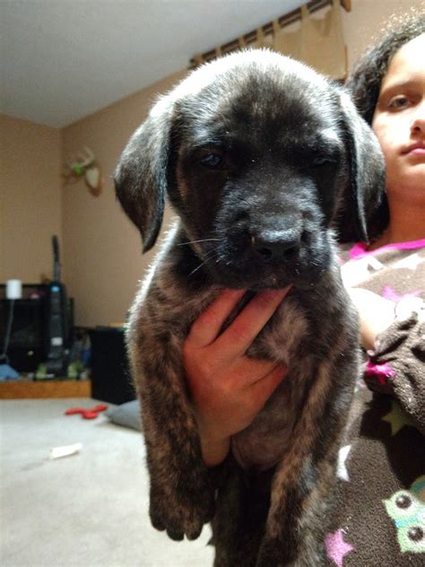 They are loved from birth and are socialized and happy babies. . English mastiff puppies for sale in michigan